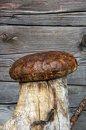 Das dunkelbraun ausgebackene, leicht glänzende Roggenkrustenbrot mit Rissen auf der Oberfläche liegt auf einem Baumstumpf.