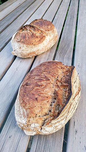 Zwei Laibe Treberbrot mit rustikal aufgerissener Kruste liegen auf einem Holztisch.