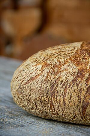 Mediterranes Weizensauerteigbrot. Das kräftig ausgebackene Weizensauerteigbrot mit Grieß auf der Kruste liegt auf einem rustikalen Holztisch.