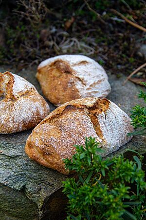 Dinkelhinkel. Drei weiß bemehlte, rechteckige Brötchen mit rustikalem Ausbund und hellbrauner Kruste liegen auf einem Stein in der Natur.