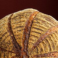 Der große, runde Brotlaib ist strahlenförmig eingeschnitten und kräftig ausgebacken.