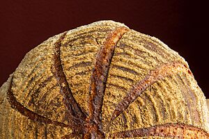 Der große, runde Brotlaib ist strahlenförmig eingeschnitten und kräftig ausgebacken.