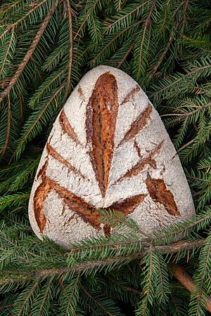 Ein Weihnachtsbrot in Form eines gleichschenkligen Dreieckes steht auf einem Tannenzweig.