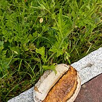 Das Polentabrot hat eine kräftig ausgebackene, krosse und teilweise stark bemehlte Kruste.