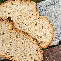 Die kleinporige Krume des Polentabrotes ist locker und elastisch.