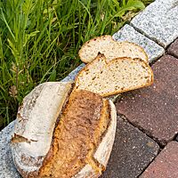Das Polentabrot hat eine saftige, lockere Krume und eine rustikal aufgerissene, knusprige Kruste.