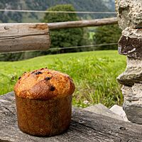 Die goldbraun ausgebackene Schokottone mit Schokostückchen in der Kruste ähnelt einer Panettone.