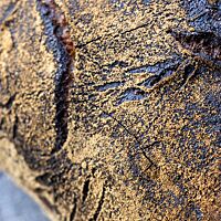 Das beinahe schwarz ausgebackene Sylter Weißbrot mit goldbraunen Mehlspuren auf der Oberfläche hat eine gefensterte Kruste.